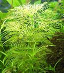 Las plantas de acuario Limnophila Indica Verde Foto, descripción y cuidado, cultivación y características