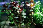 フォト 水族館 水生植物 チョウジタデ属のPalustrisの 特性
