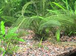 Photo Freshwater Plants Madagascar Lace Plant  