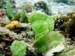 fénykép tengeri növények (tengervizes) Sellő Fan Növény  