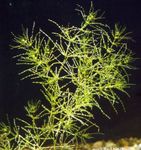 Photo Aquarium Plants Nitella flexilis  