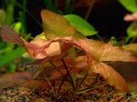 Akvarium Planter Nymphaea Stellata rød Bilde, beskrivelse og omsorg, voksende og kjennetegn