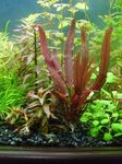 Aquarium Plants Orchid Lily, Barclaya longifolia Red Photo, description and care, growing and characteristics