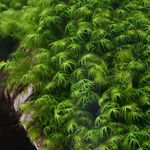 水族館 水生植物 フェニックス苔 特性 と フォト