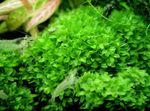 Акваріумні рослини Мох Великий Перловий, Plagiomnium Trichomanes Зелений Фото, опис і догляд, зростаючий і характеристика