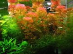 Photo Aquarium Aquatic Plants Red cabomba characteristics