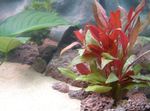 Photo Aquarium Aquatic Plants Red hygrophila characteristics