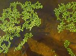 Photo Aquarium Plants Rootless Duckweed  