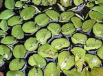 Akvarium Vannplanter Salvinia Auriculata kjennetegn og Bilde