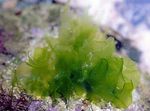 Photo Marine Plants (Sea Water) Sea lettuce  
