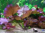 Photo Aquarium Aquatic Plants Seerose (Tigerlotus) characteristics