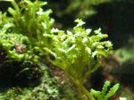 Photo Marine Plants (Sea Water) Serrated green seaweed  