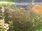 Akvaariumi Taimi Sihvakas Aallotar, Najas guadelupensis, Najas Flexilis punane Foto, kirjeldus ja hoolitsemine, kasvav ja omadused