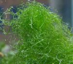 foto Plantas Marinhas (Água Do Mar) Spaghetti Algae (Green Hair Algae)  