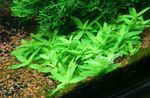 Rośliny akwariowe Staurogyne, Staurogyne sp. Zielony zdjęcie, opis i odejście, hodowla i charakterystyka