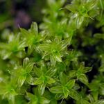 Akvarijske Rastline Takmossa mahovi, Syntrichia ruralis, Tortula ruralis zelen fotografija, opis in nega, rast in značilnosti