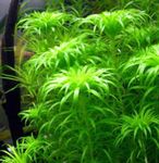 Akvaariumi Taimi Tonina Fluviatilis roheline Foto, kirjeldus ja hoolitsemine, kasvav ja omadused