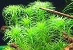 Aquarium Plants Tonina sp. Belen Green Photo, description and care, growing and characteristics