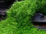 Akvarieväxter Utricularia Graminifolia Grön Fil, beskrivning och vård, odling och egenskaper