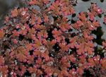 Aquarium Aquatic Plants Water Fern characteristics and Photo