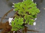 Аквариум растения Вода Папрат, Azolla filiculoides Зелен снимка, описание и грижа, култивиране и характеристики