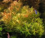 Akvaariumi Taimi Vee Hedge, Peplis diandra, Didiplis diandra punane Foto, kirjeldus ja hoolitsemine, kasvav ja omadused