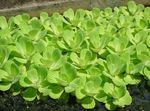 foto Plantas de Aquário Water Lettuce  