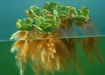 Akvāriju Augi Ūdens Salāti, Pistia stratiotes zaļš Foto, apraksts un ka, augošs un raksturlielumi