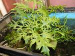 Akvarium Vannplanter Vann Sprite kjennetegn og Bilde