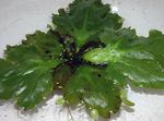 Aquarium Plants Water Sprite ferns, Ceratopteris pteridoides Green Photo, description and care, growing and characteristics