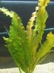 Photo Aquarium  Wavy-edged swordplant, Ruffled Aponogeton characteristics