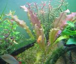 Photo Aquarium  Wavy-edged swordplant, Ruffled Aponogeton characteristics