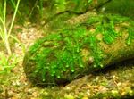 Aquarium Aquatic Plants Weeping moss characteristics and Photo
