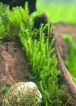 Aquarium Aquatic Plants Zipper moss characteristics and Photo
