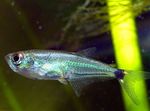აკვარიუმის თევზი , Gnathocharax steindachneri ვერცხლის სურათი, აღწერა და ზრუნვა, იზრდება და მახასიათებლები