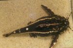 Aquarium Fishes Acanthodoras spinosissimus  Photo and characteristics