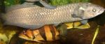 Aquarium Fishes African Arowana  Photo and characteristics