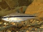 Aquarium Fishes African Blackband Barb  Photo and characteristics