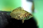  African Leaf Fish  Photo and characteristics