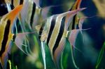 Photo  Altum Angelfish characteristics