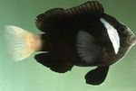 Aquarium Fishes Amphiprion mccullochi  Photo and characteristics