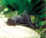 Aquarium Fishes Ancistrus dolichopterus  Photo and characteristics