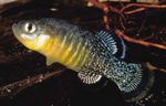 აკვარიუმის თევზი Aphanius ჭრელი სურათი, აღწერა და ზრუნვა, იზრდება და მახასიათებლები