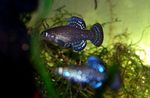 Akvārija Zivis Aphanius zils Foto, apraksts un ka, augošs un raksturlielumi