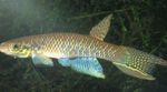 Ryby Akwariowe Aphyolebias Brązowy zdjęcie, opis i odejście, hodowla i charakterystyka