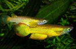 Aquarium Fishes Aplocheilus lineatus  Photo and characteristics