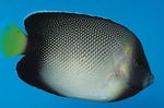 Aquarium Fishes Apolemichthys xanthotis  Photo and characteristics
