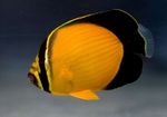  Arabian Butterflyfish  Photo and characteristics
