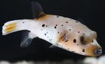 Aquarium Fishes Arothron Dog Face Puffer  Photo and characteristics