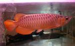 Foto Aquarium Fische Asian Bonytongue, Malayan Knöchernen Sprache Merkmale
